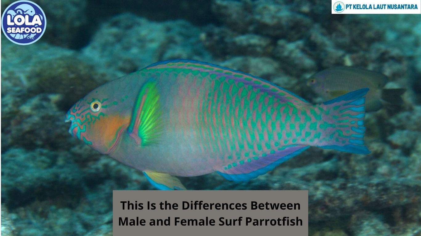 This Is the Differences Between Male and Female Surf Parrotfish